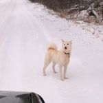 В Смоленской области нашли пса на деревенской дороге